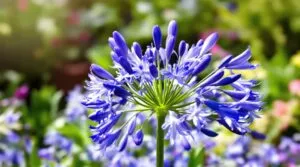 Agapantos: los 7 secretos para lograr una floración espectacular