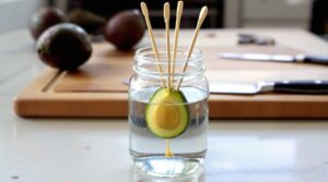 Como plantar un aguacate: el método sencillo para germinar en casa