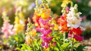 Boca de dragón: los cuidados esenciales para una flor vibrante en el jardín